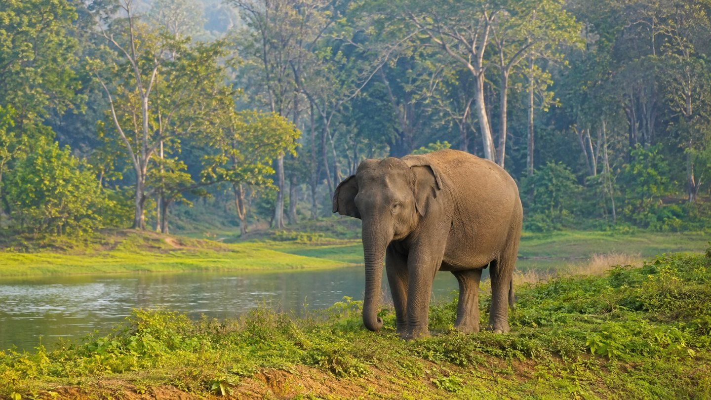 Kabini